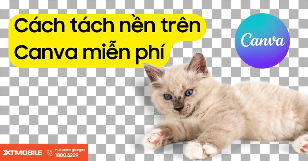 Cách tách nền trên Canva miễn phí mà không cần tài khoản Pro