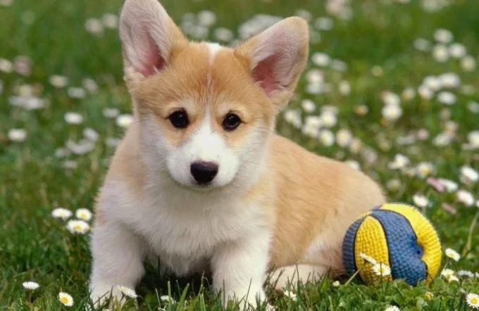 Hình nền MacBook Pro M5 cute, đáng yêu