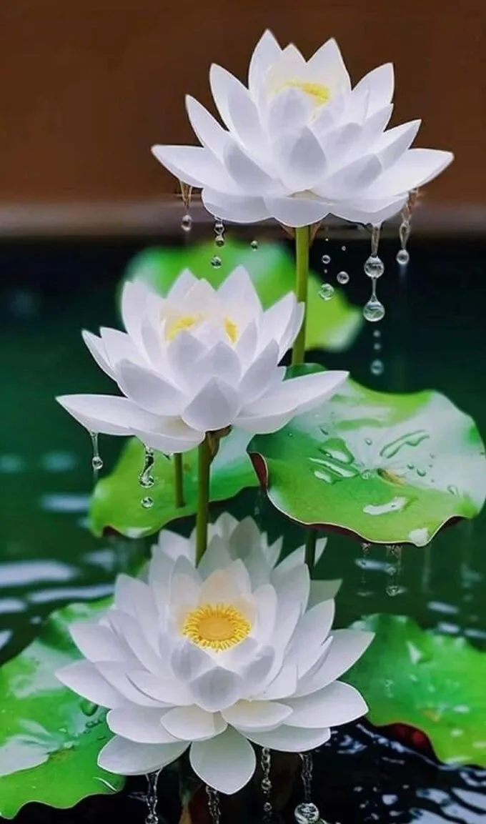 Hình nền hoa sen trắng tinh khiết