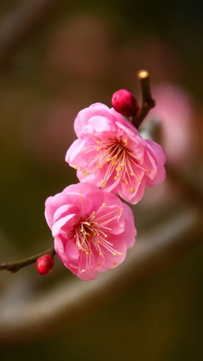 hinh-nen-hoa-dao-tren-dien-thoai-16-xtmobile