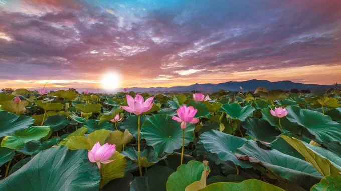 Những hình nền hoa sen cho máy tính