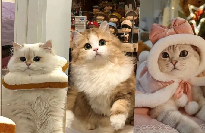 Hình nền MacBook Pro M5 cute, đáng yêu