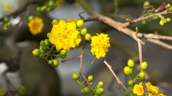 Hình nền hoa mai Tết cho máy tính