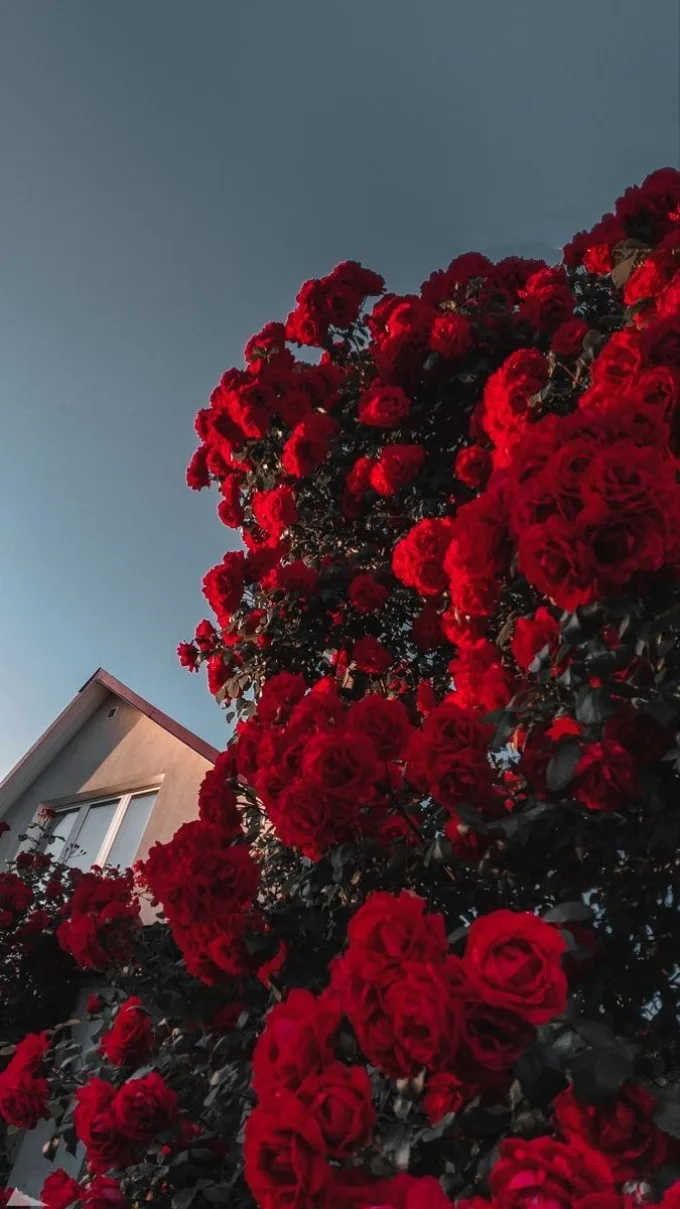 Hình nền Valentine lãng mạn hoa hồng