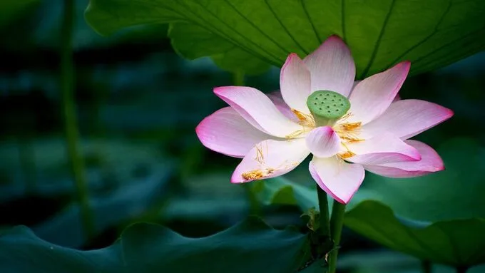 Những hình nền hoa sen cho máy tính