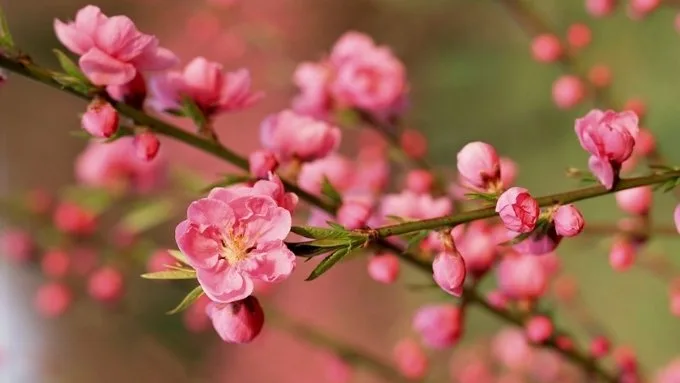 hinh-nen-hoa-dao-may-tinh-9-xtmobile