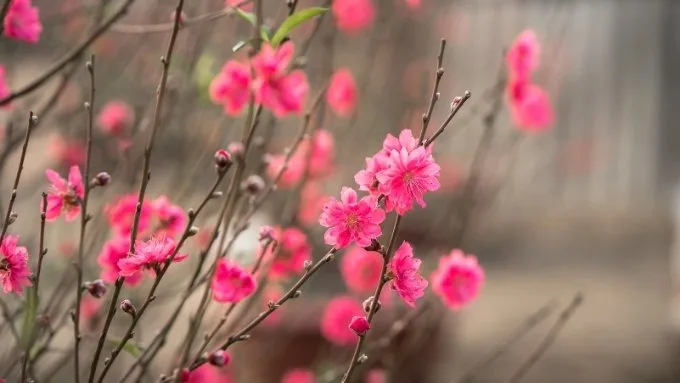 hinh-nen-hoa-dao-may-tinh-4-xtmobile