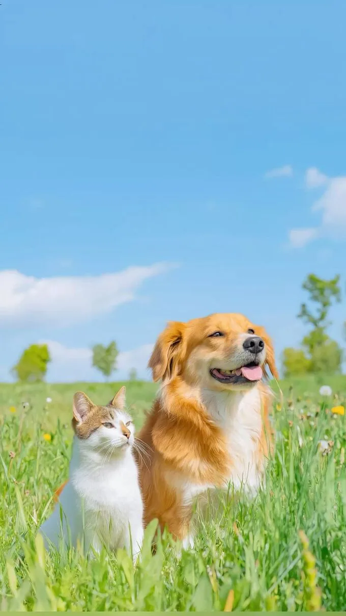 Hình nền động vật