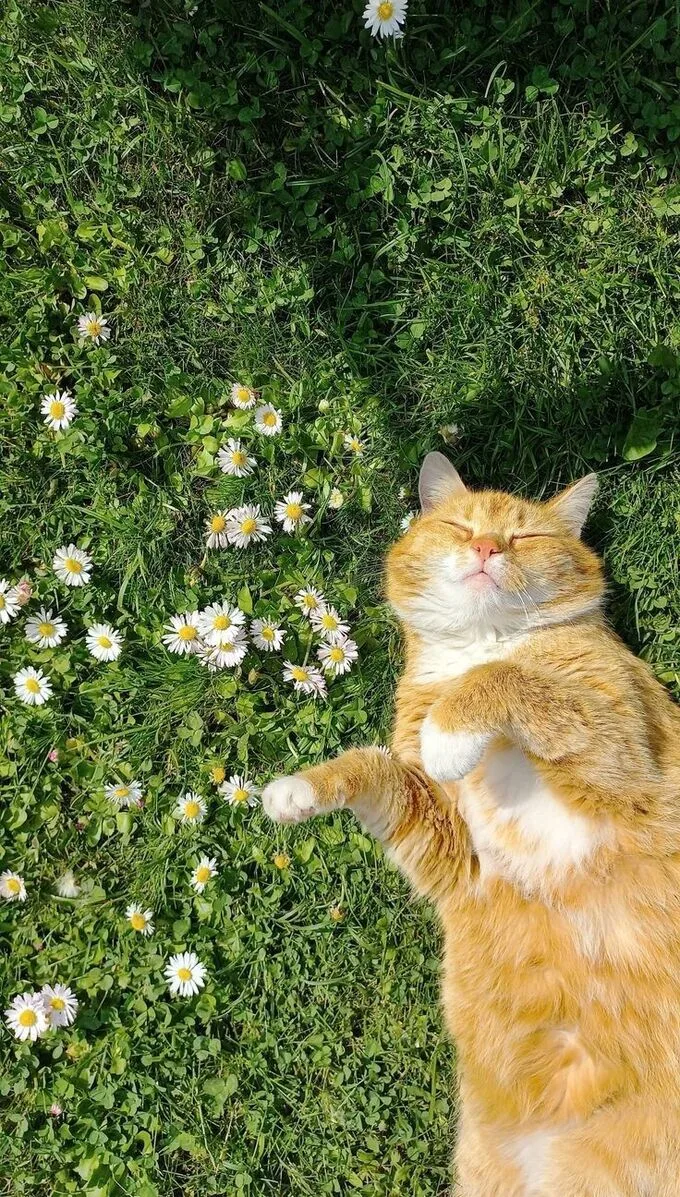 Hình nền động vật
