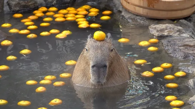 Capybara là gì? Vì sao được yêu thích?