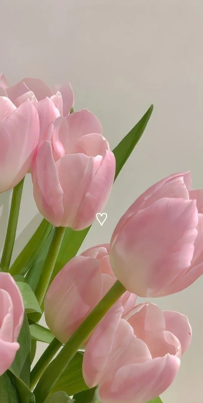 Hình nền hoa tulip cho điện thoại