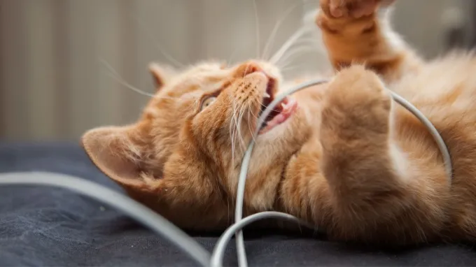 Nguy hiểm đối với trẻ em và vật nuôi