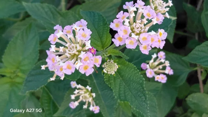 Camera macro 2MP phù hợp để ghi lại những chi tiết nhỏ như hoa lá