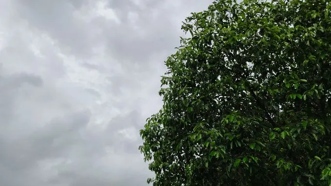 Tán cây hay ánh đèn phức tạp sẽ có xu hướng hơi bệt