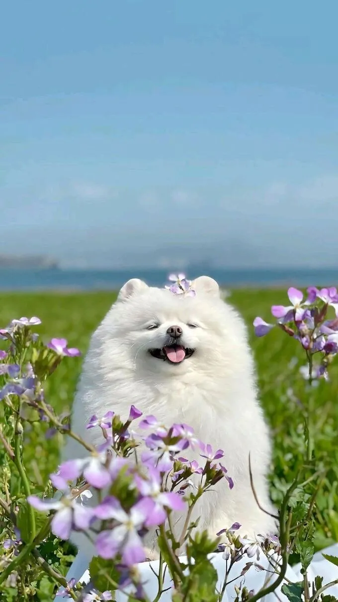 Hình nền chủ đề động vật