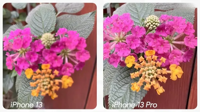 So sánh iPhone 13 và iPhone 13 Pro về ảnh chụp cận